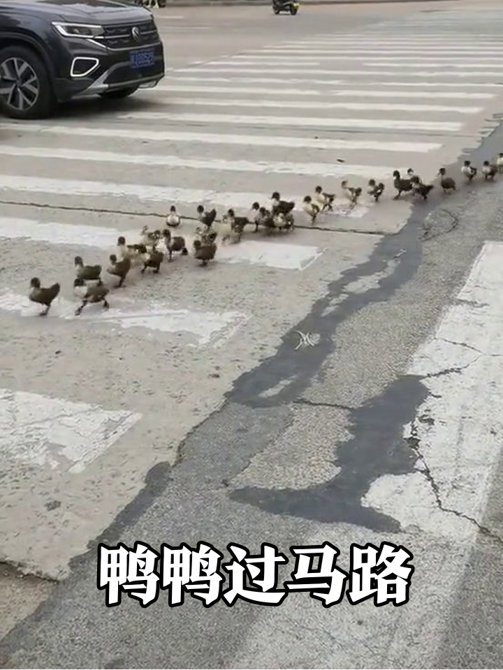 小鸭子组团闯马路,人类全员当保镖,这排面太萌了!