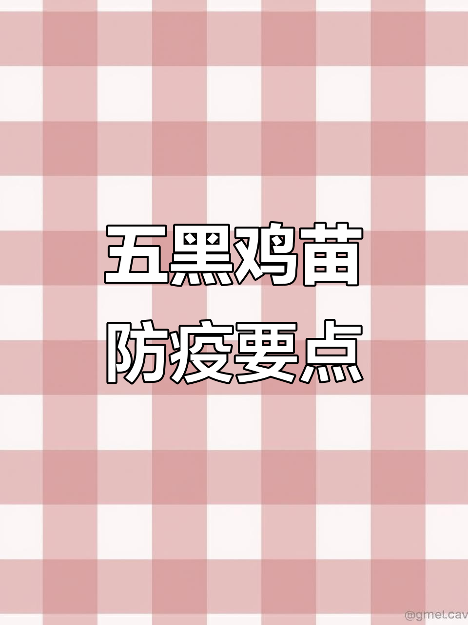 五黑鸡苗养殖注意事项:防疫与隔离关键步骤