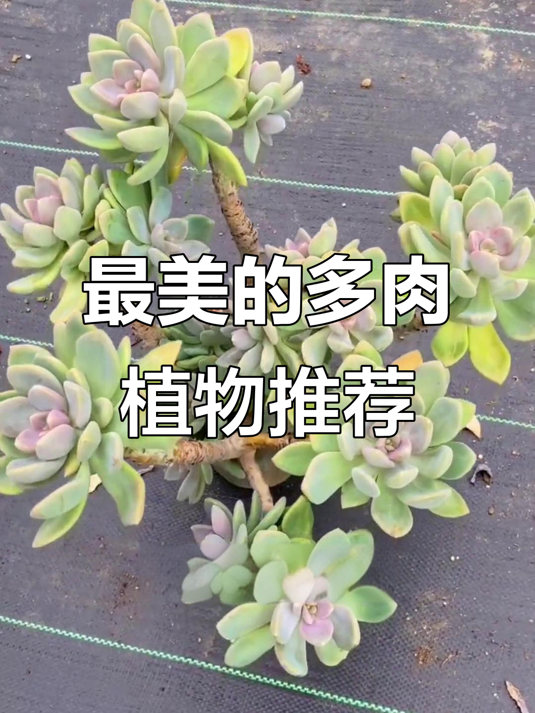 多肉植物好评榜:六大最值得养的品种,老桩更美
