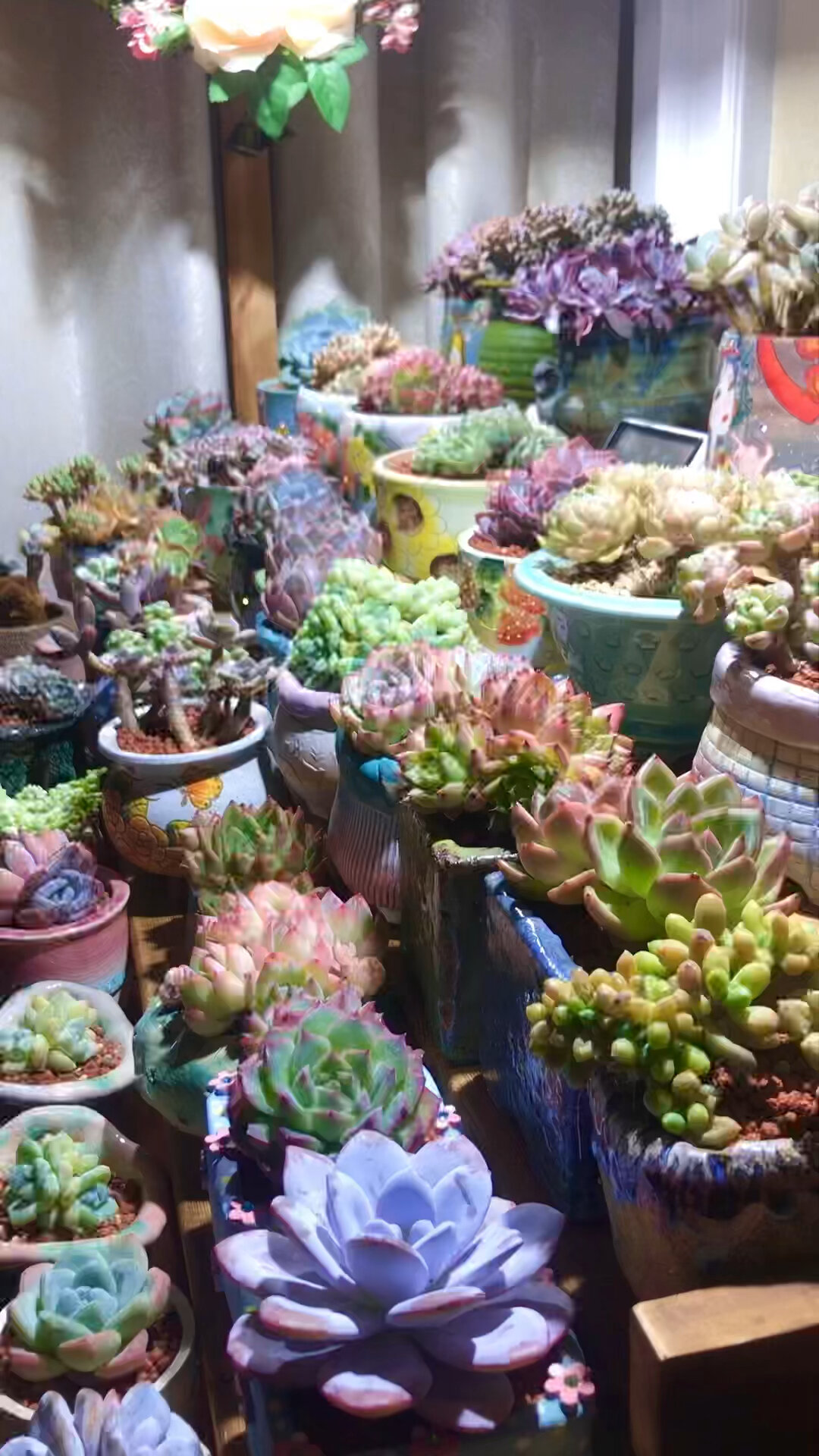 可以给多肉使用矮壮素吗?