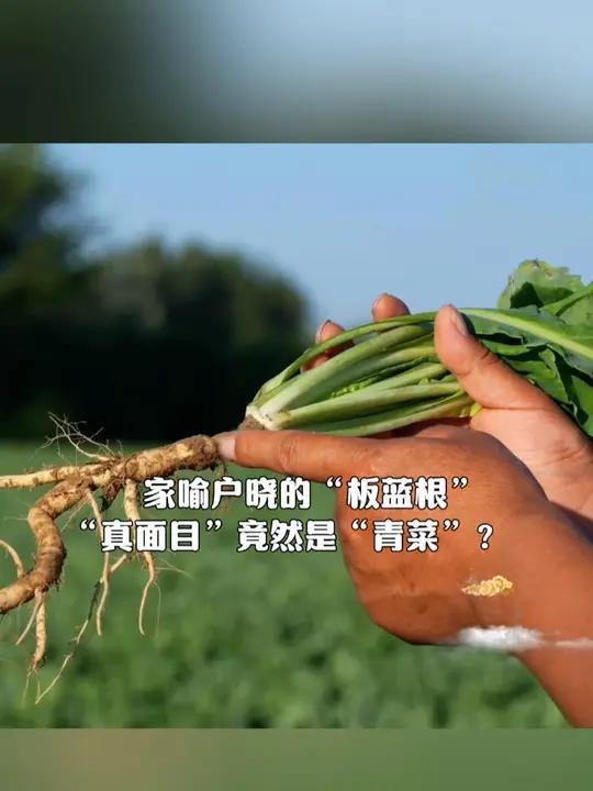 家喻户晓的板蓝根,“真面目”竟然是“青菜”?叶子可染眉、炒菜,根茎可泡茶、入药……一起认识