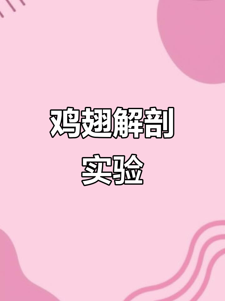 解剖鸡翅,观察肌肉、脂肪与神经组织