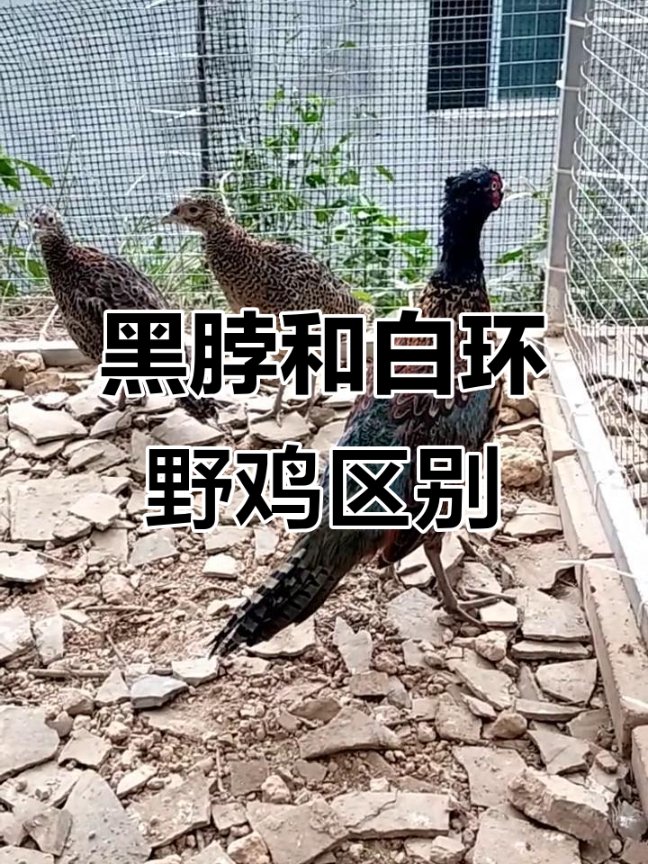 黑脖野鸡与白环野鸡的区别,你了解吗?
