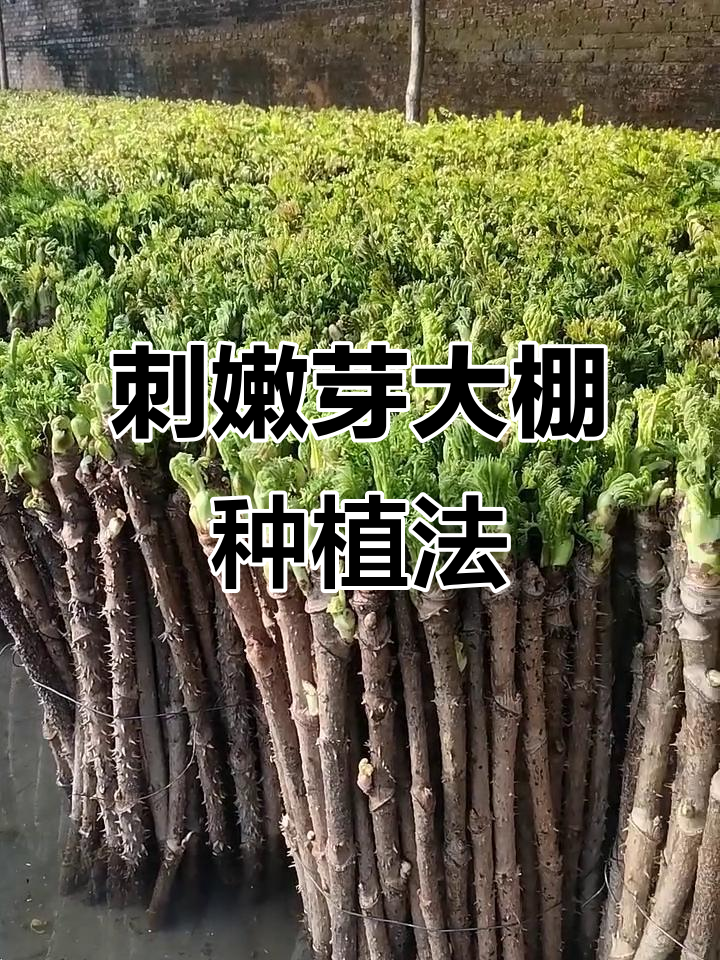 反季节山野菜刺嫩芽种植技巧与注意事项