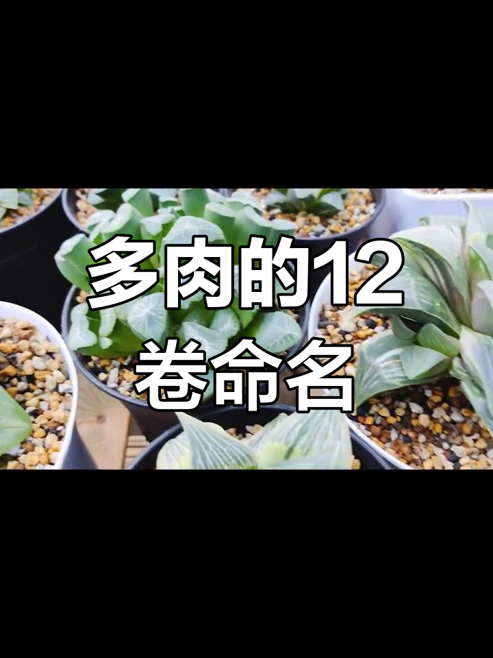 十二卷多肉名称的由来揭秘