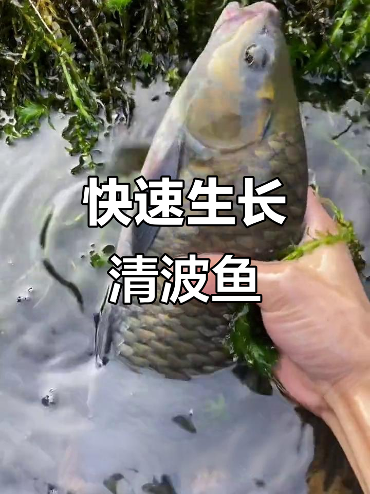 清波鱼生长迅速,适应性强,轻松饲养,适合各地养殖