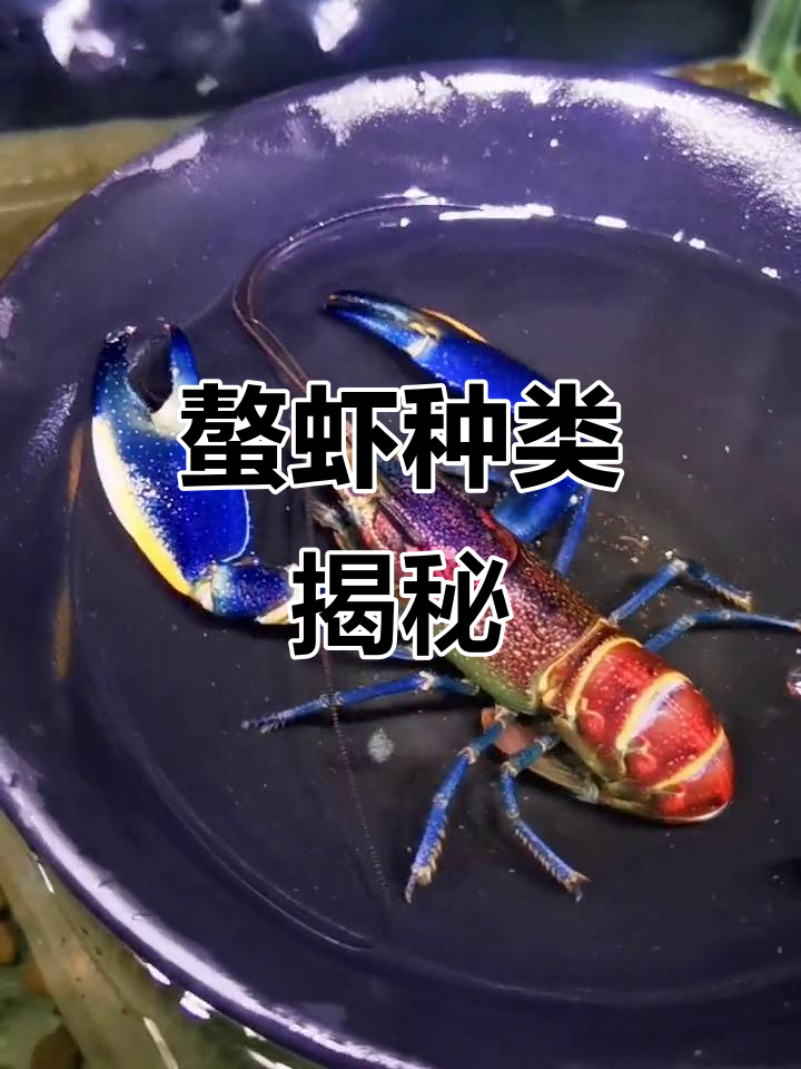 印尼螯虾:粉红与金属珊瑚的区分,研究深入揭示真相