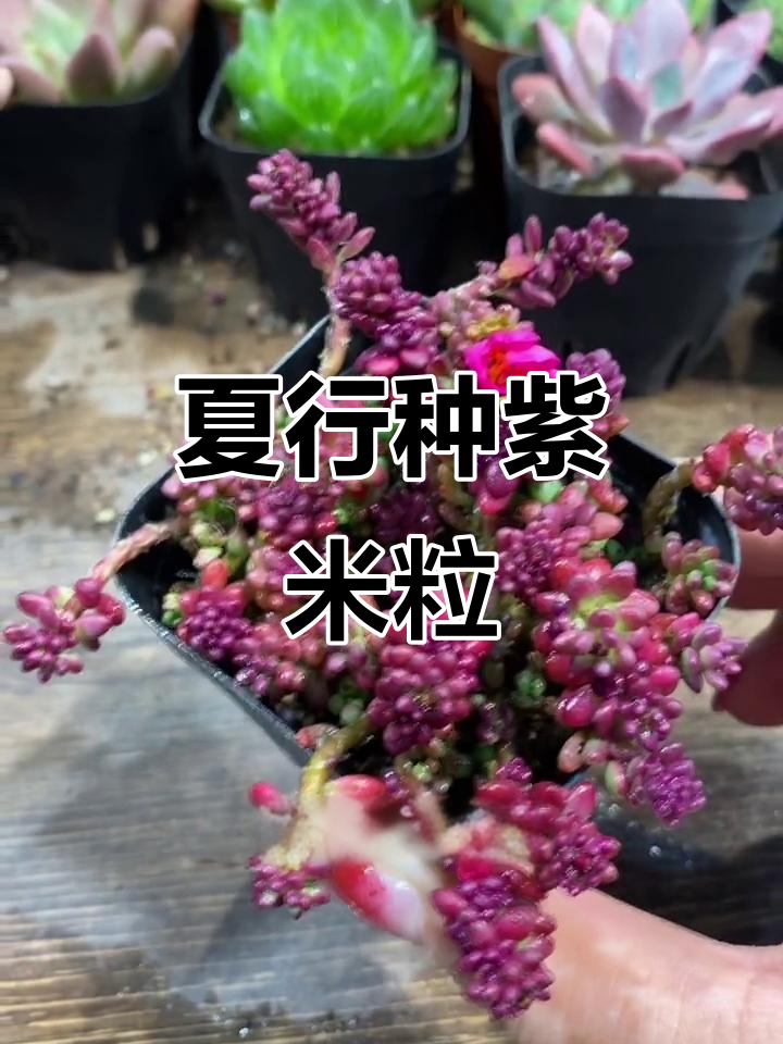 夏季必备!紫米粒多肉植物,开花超美