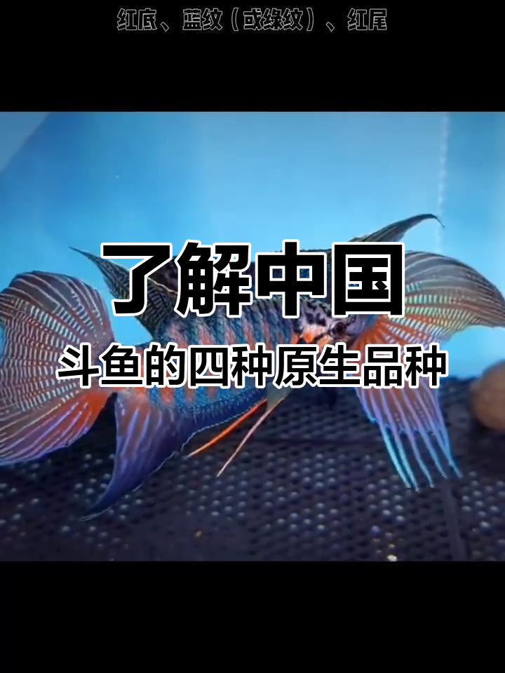 中国斗鱼四大原生品种全解析,如何区分普叉与延伸品种