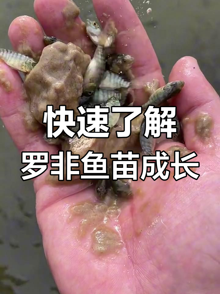 罗非鱼苗生长速度惊人,20秒看变化