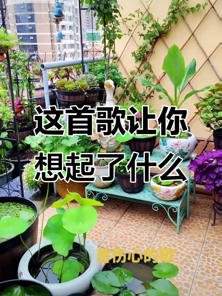 听着这首歌,你的脑海中浮现出谁的身影?阳台上的荷花与多肉植物