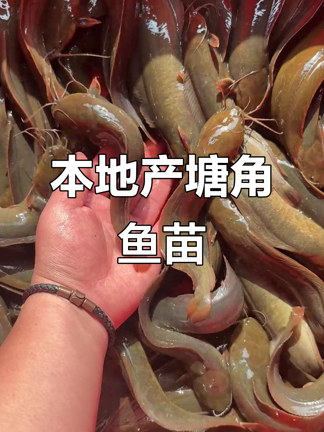 本地塘鲺鱼苗,1斤20～30条优质养殖