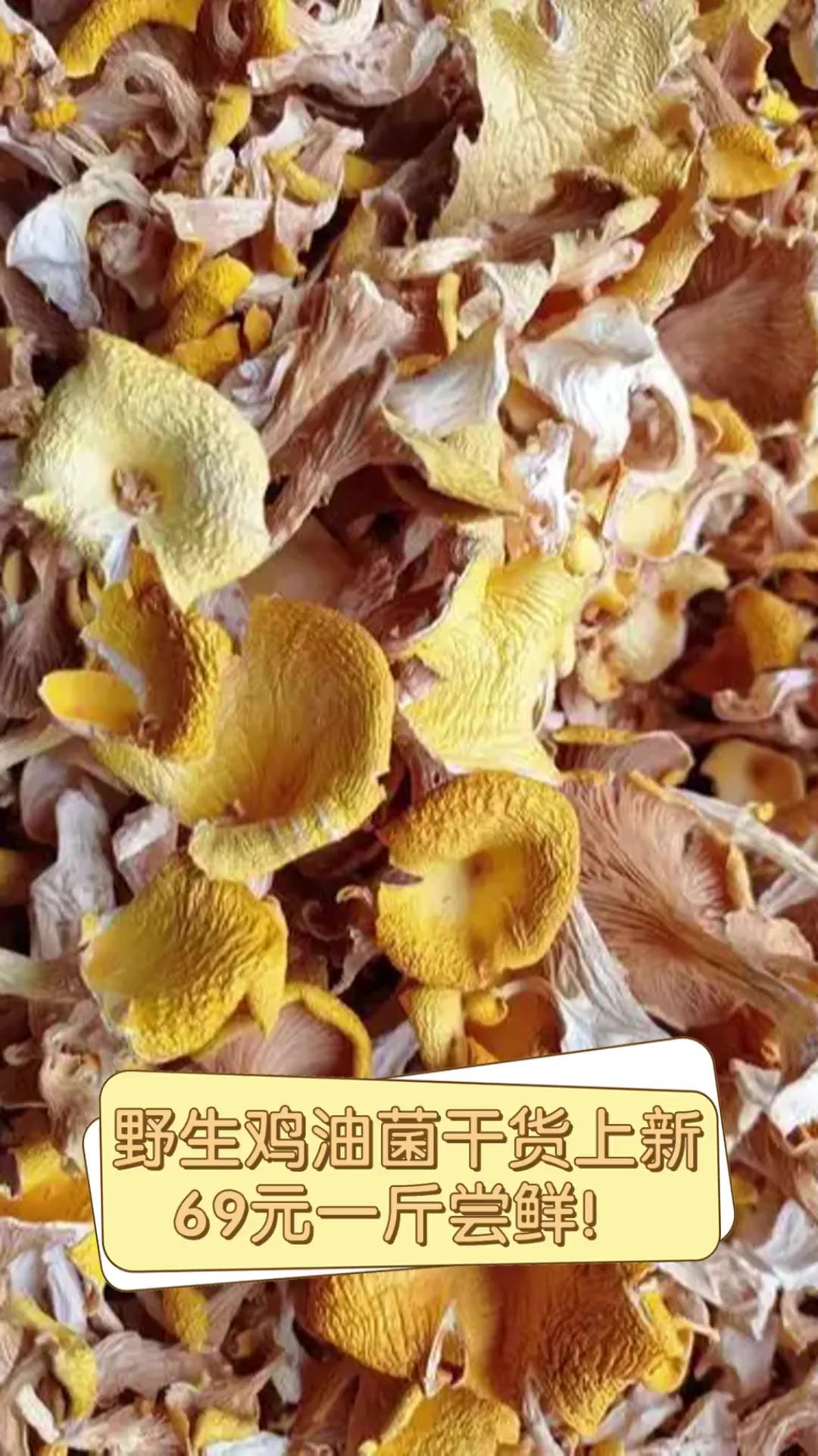 野生鸡油菌干货上新,69元一斤尝鲜!