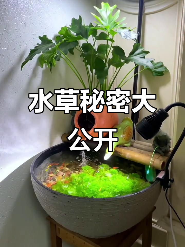 水草养护秘诀，养鱼高手不外传的小技巧！