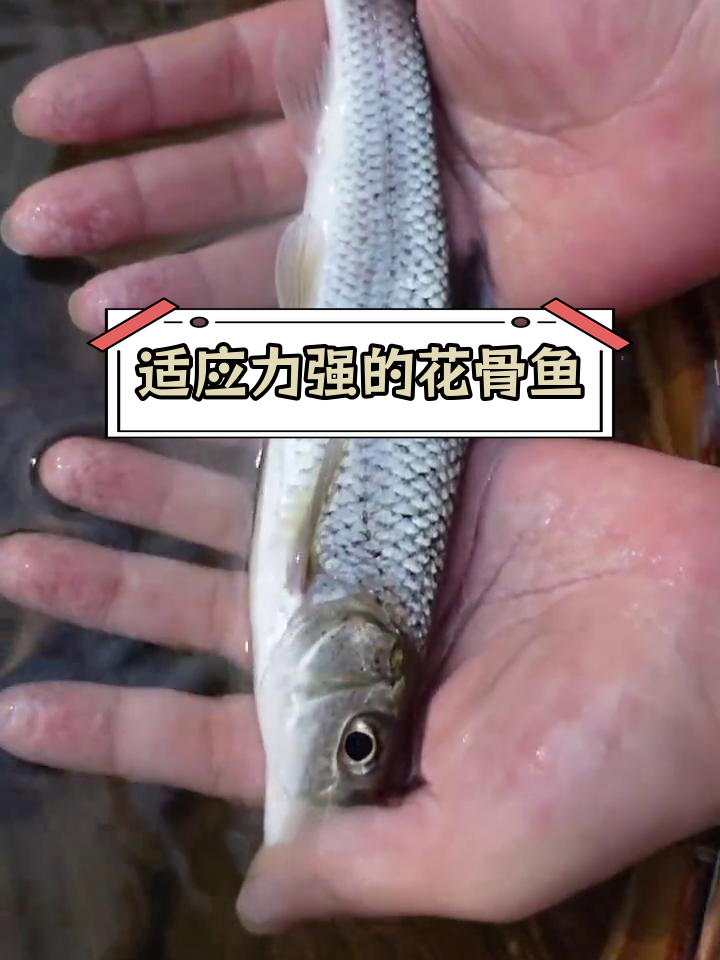 花骨鱼:南北皆宜的特种水产