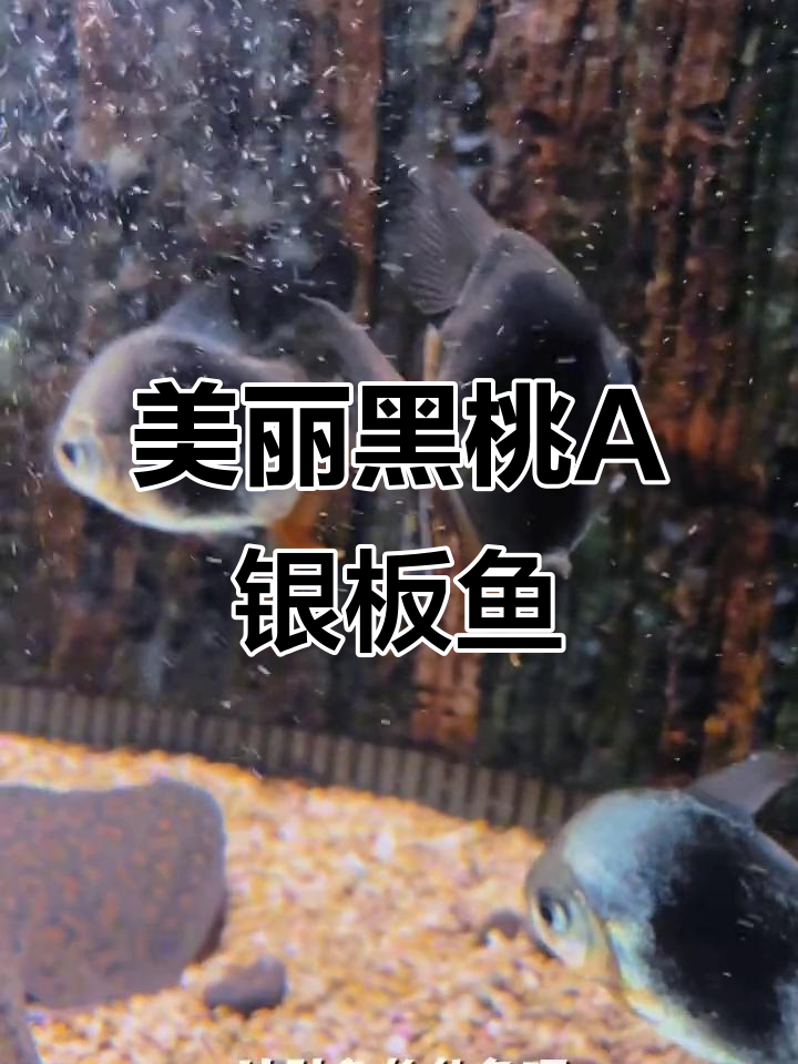 黑桃A银板鱼：神秘肉食性鱼类，群游更美