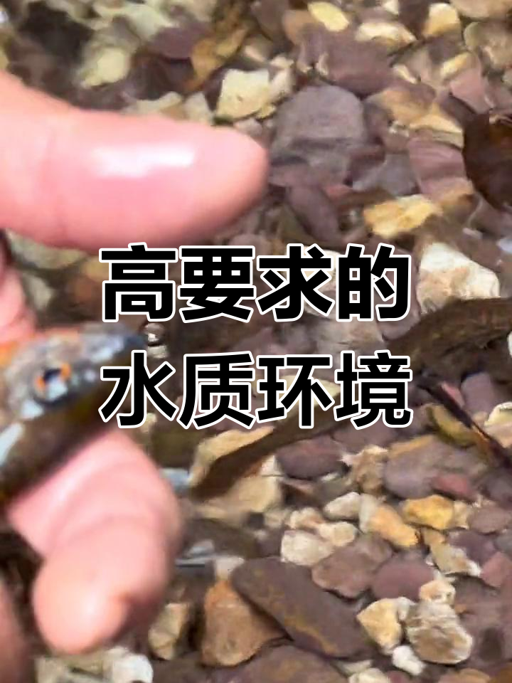 蝾螈与娃娃鱼:水质环境的守护者