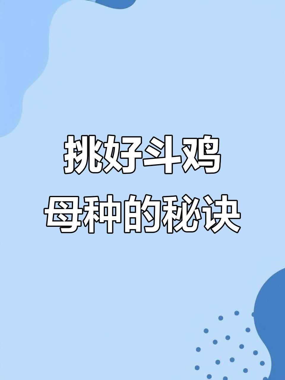如何挑选优质斗鸡母种？三大关键点教你选对体型