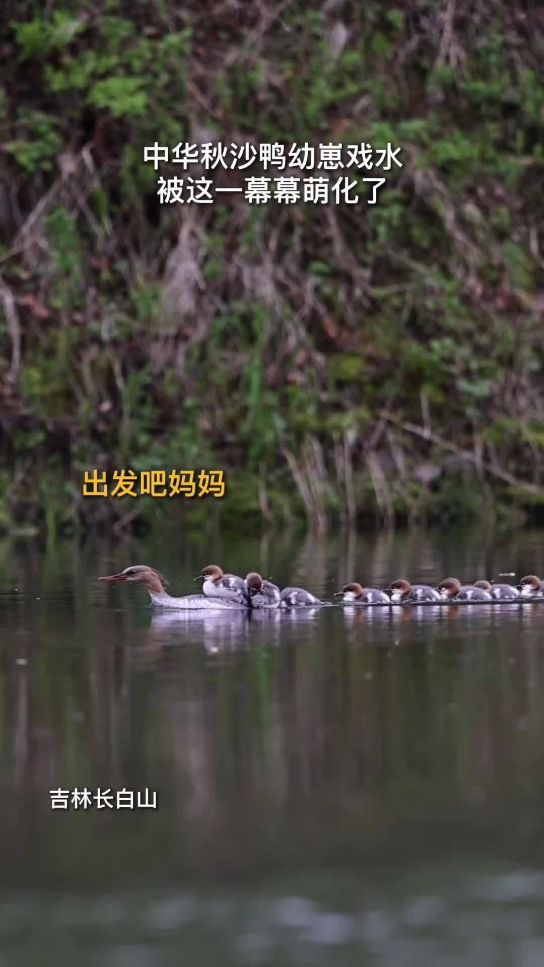 “冲鸭!”中华秋沙鸭幼崽戏水画面超可爱!被这一幕幕萌化了