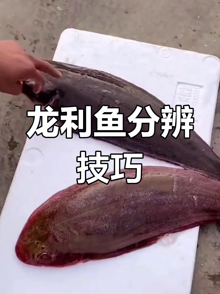 如何区分养殖与野生龙利鱼