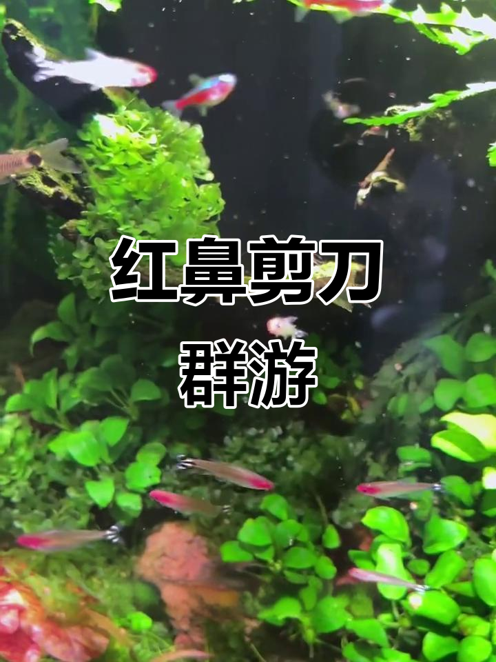 红鼻剪刀群游,超萌小鱼鱼闯缸记