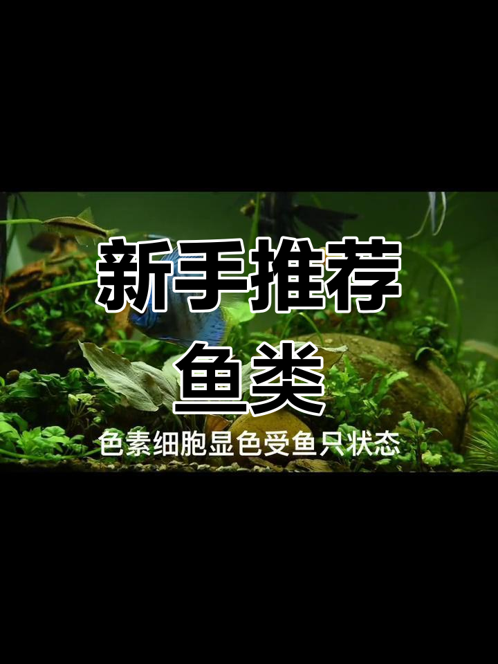 广温鱼适合新手,冷水鱼难度较高