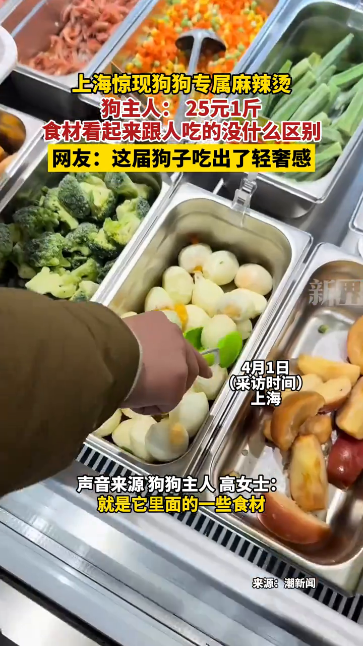 上海惊现狗狗专属麻辣烫