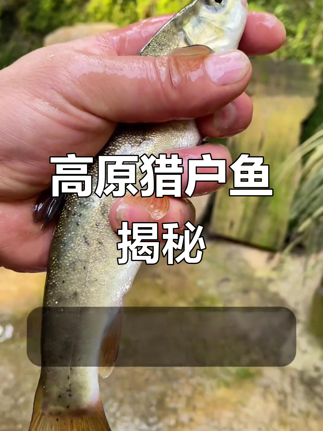 青藏高原特有猎户鱼，水质要求极高