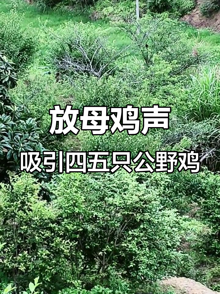 抖音放母鸡叫声,引来四五只公野鸡争宠