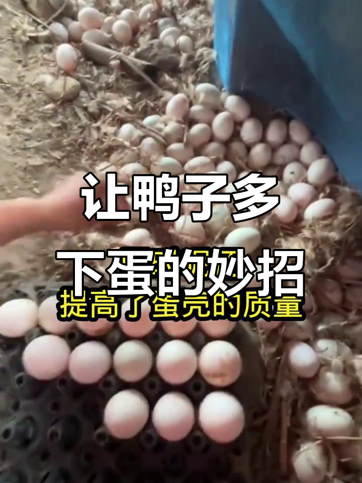 冬季鸭子不下蛋?试试这个土方,让鸭蛋捡到手软