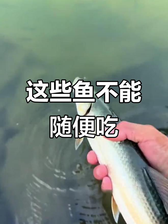 钓到这些鱼千万别乱抓,它们都是国家保护动物!