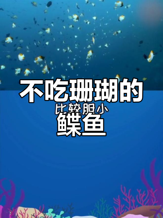 霞蝶鱼:珊瑚缸中的和平使者