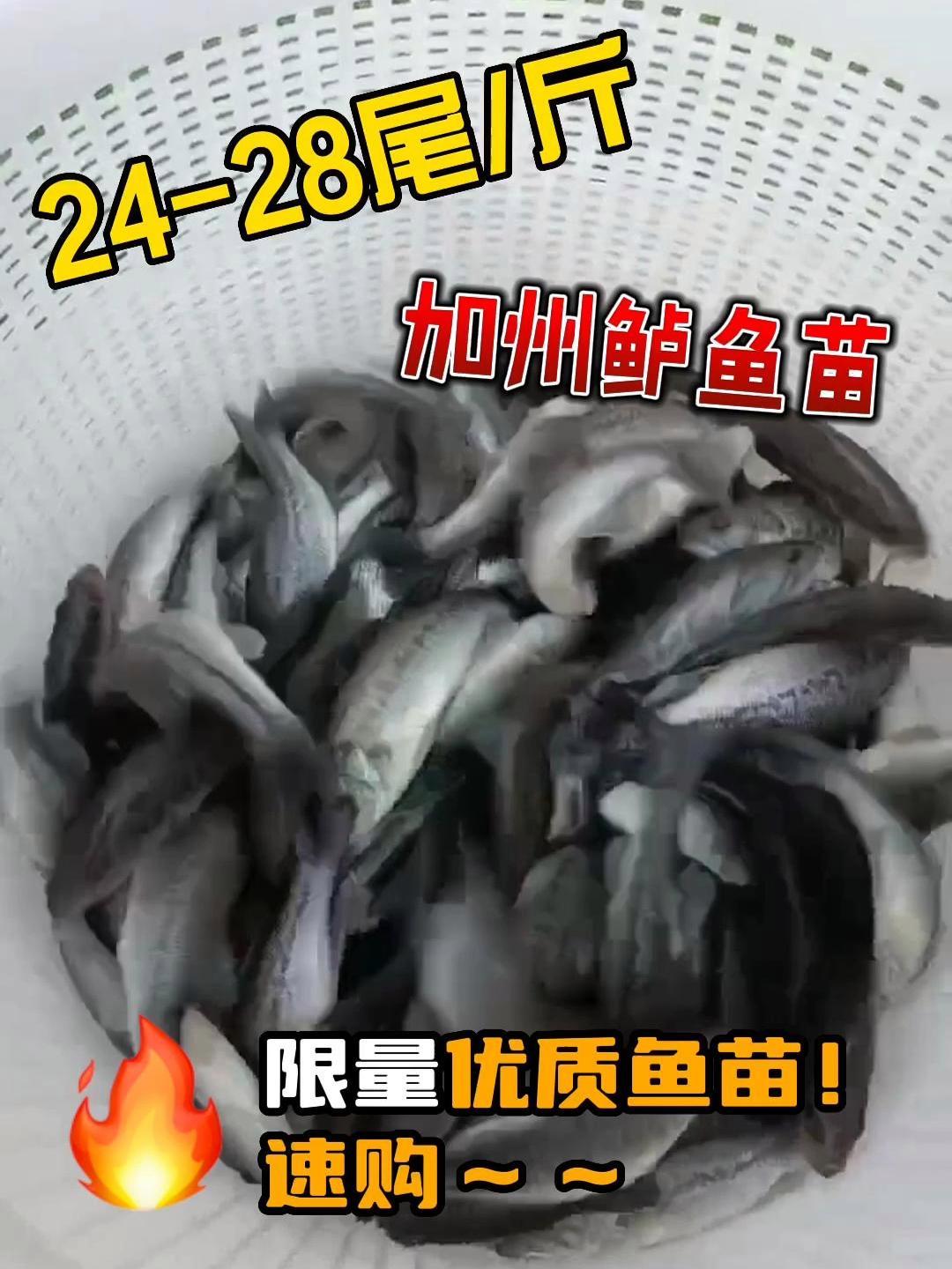 工厂化循环水养殖加州鲈鱼苗,安全优质可溯源,私信速购!限量出售33000尾加州鲈鱼苗,24