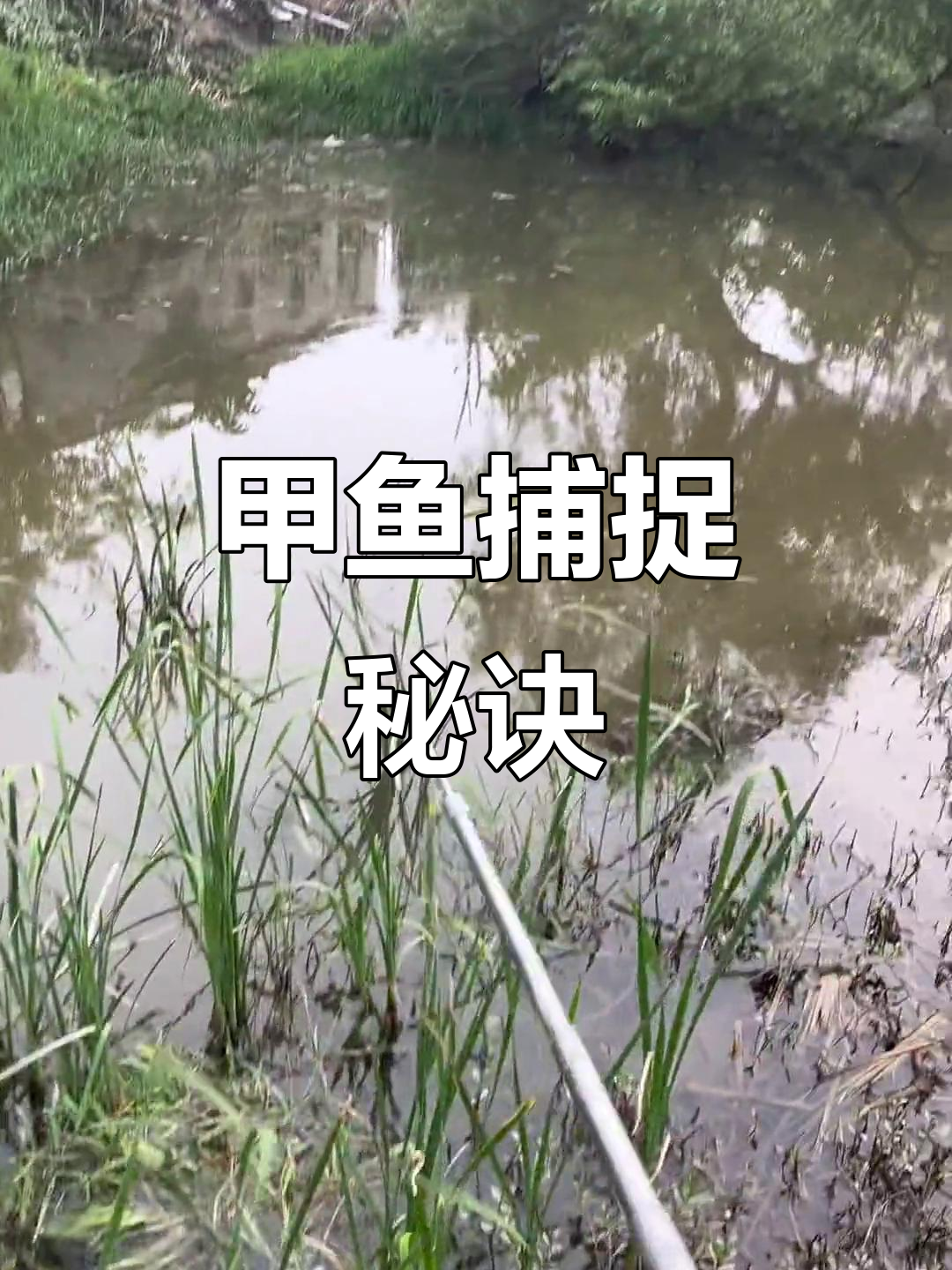 教你轻松捕捉甲鱼,钩子技巧大揭秘!