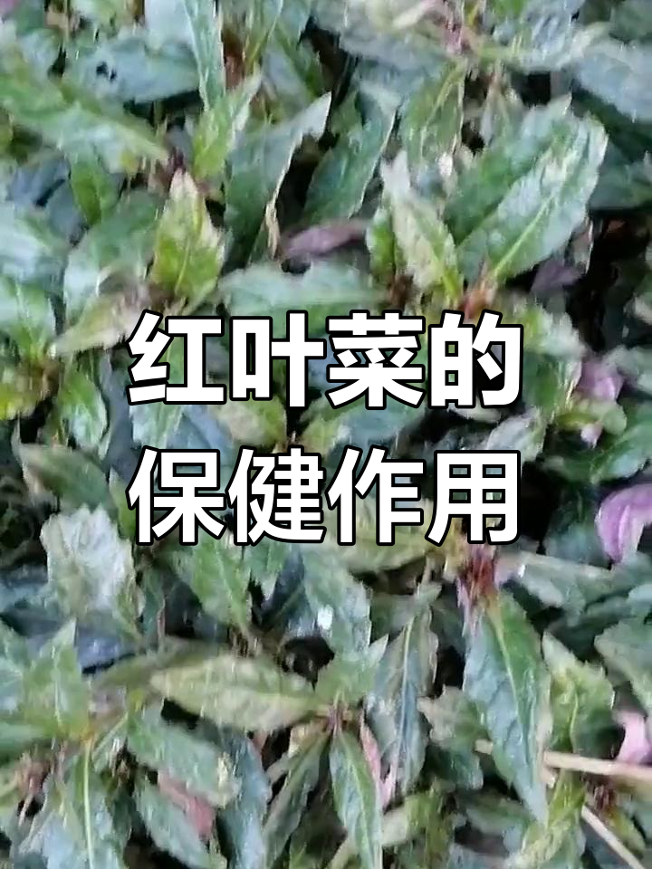 红叶菜的药用功效:缓解眼部肿痛与清热解毒