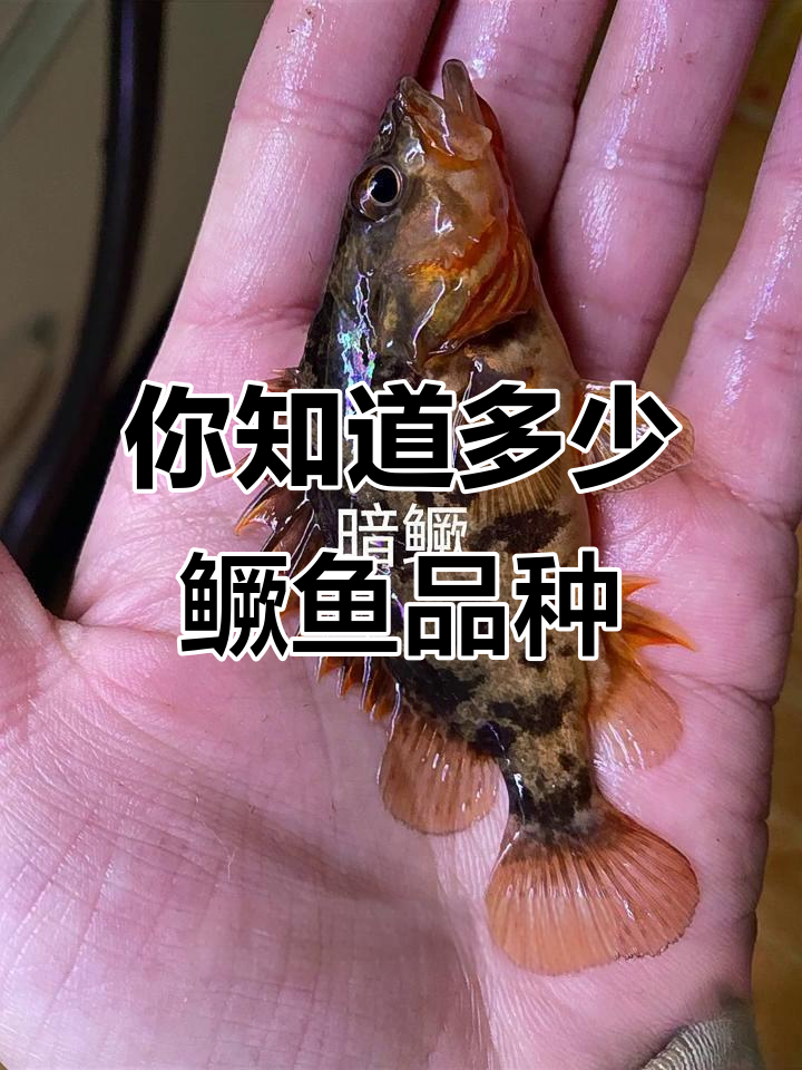 九种桂鱼,你见过几种?