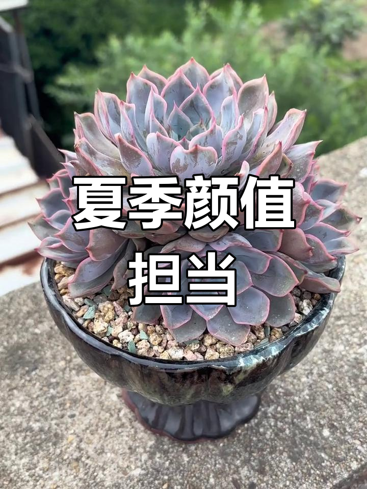 菲欧娜多肉植物,夏日花园新宠