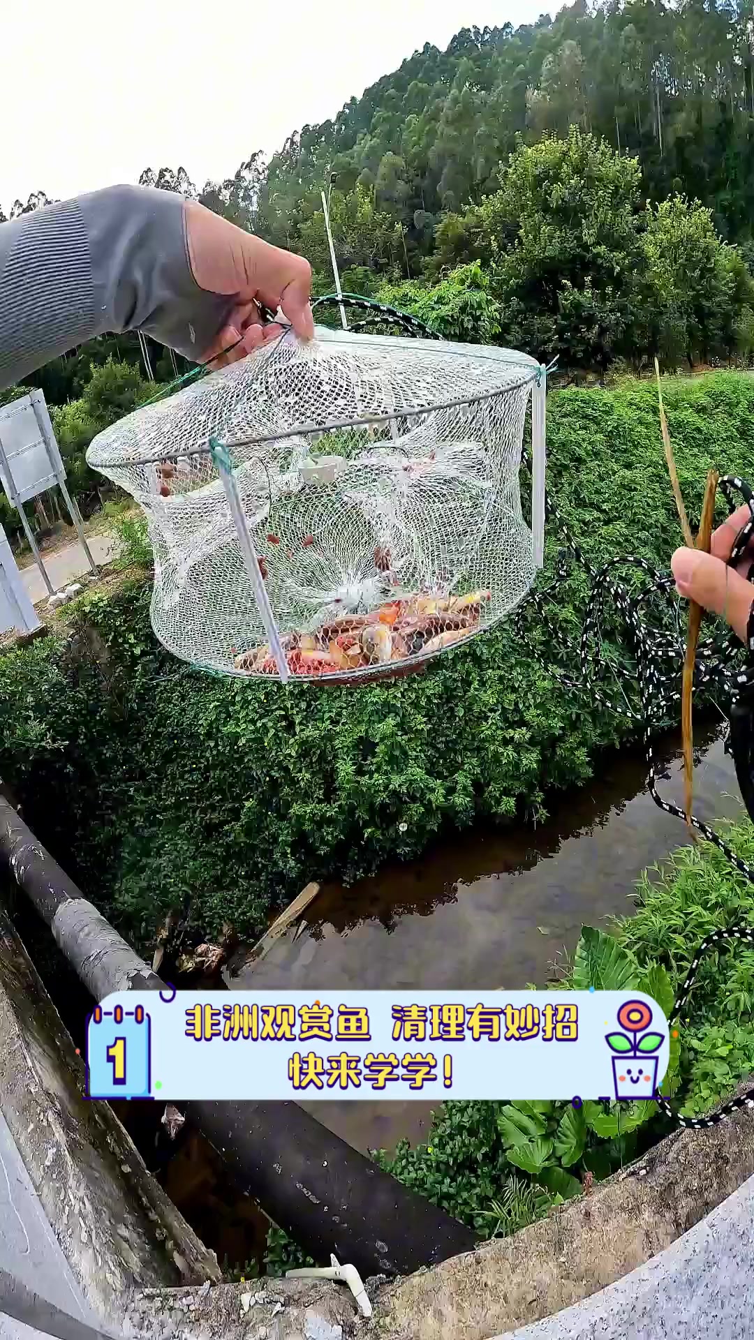 非洲观赏鱼,清理有妙招,快来学学!