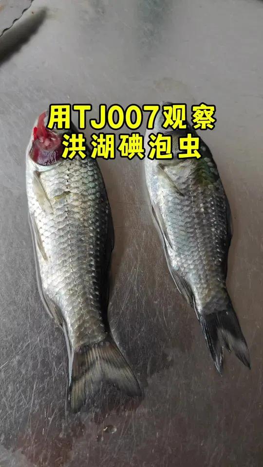 显微镜 TJ007 鲫鱼 喉孢子虫 水产养殖