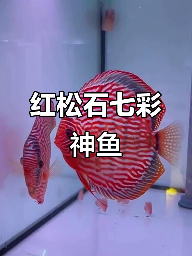 七彩神仙鱼红松石，色彩斑斓的美丽水族世界