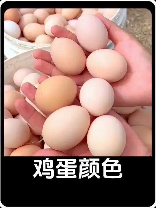 都是母鸡生蛋,为什么鸡蛋有红皮和白皮,到底哪种更好呢
