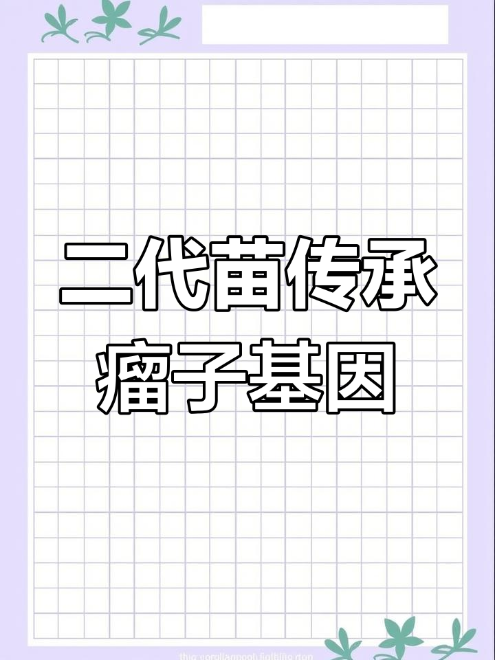 雨滴二代苗继承祖上瘤子基因,期待新表现