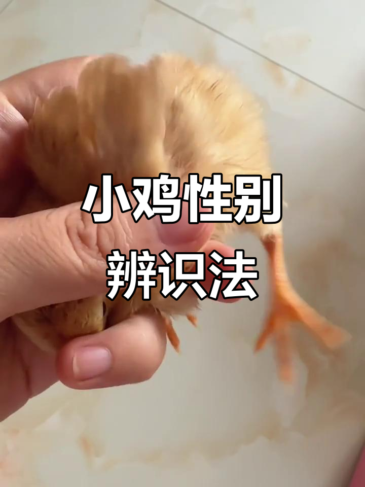 10天小鸡轻松辨别公母,快学技巧避免惊吓!