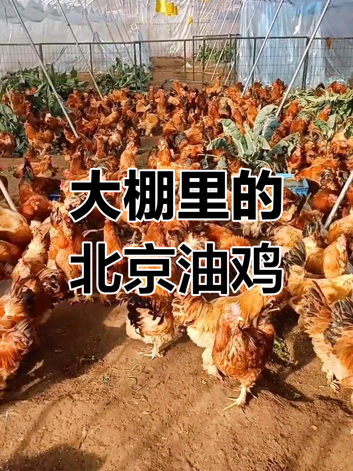 北京油鸡大公鸡,冬季大棚保暖有妙招