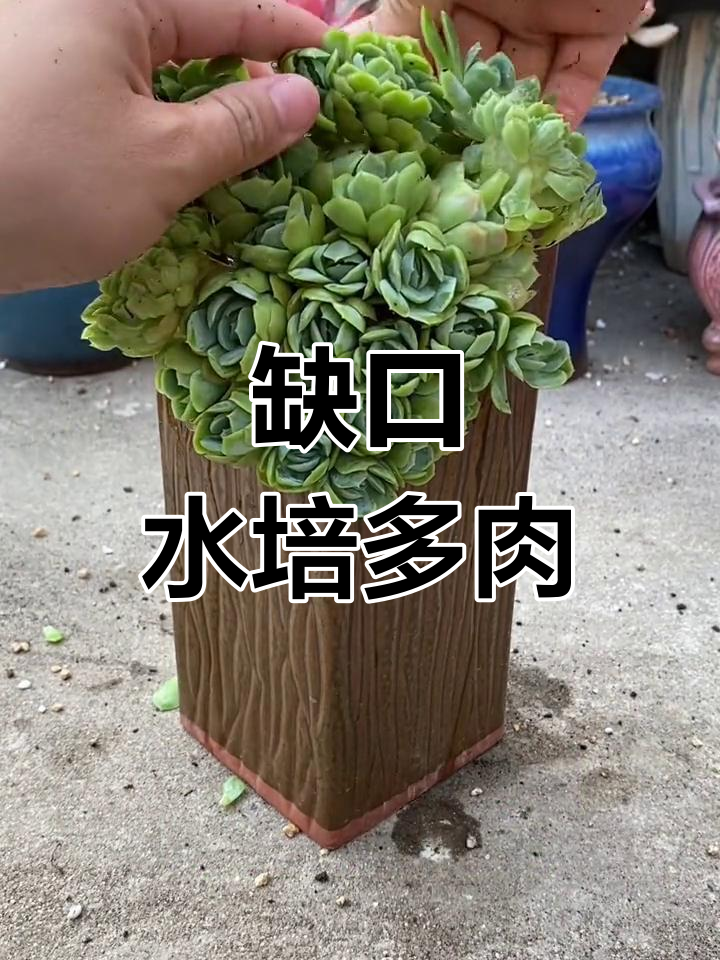 多肉种植技巧:如何用缺口花盆提升生长