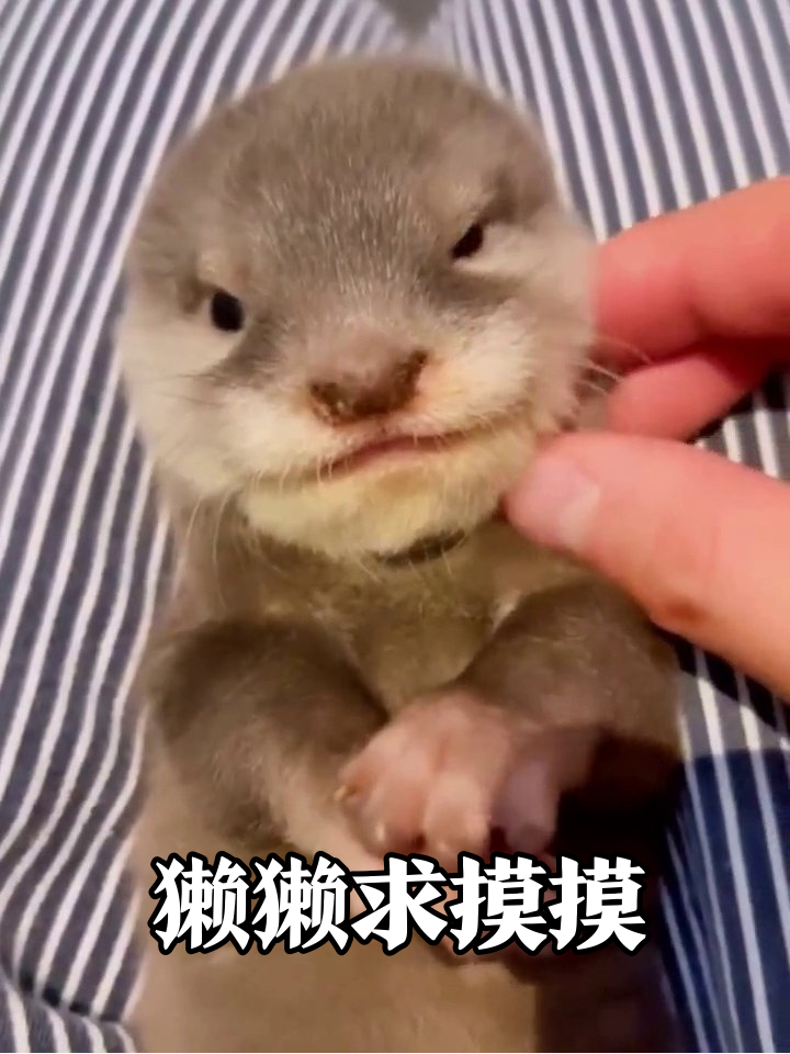 小水獭被摸下巴秒变表情包,爪子偷偷蓄力反抗超奶凶