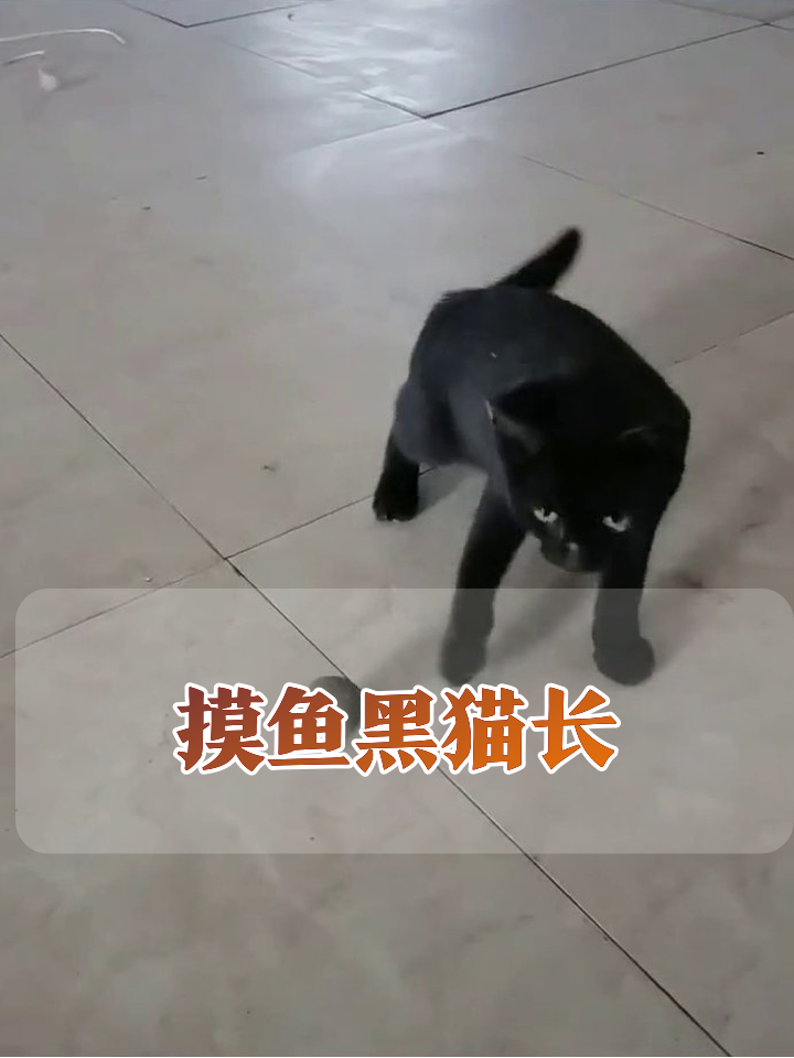 黑猫警长摸鱼名场面:追球摔出表情包