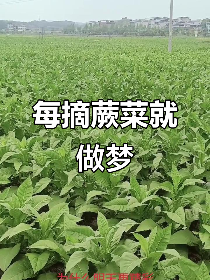 摘蕨菜后每晚都梦到,真是太神奇了!
