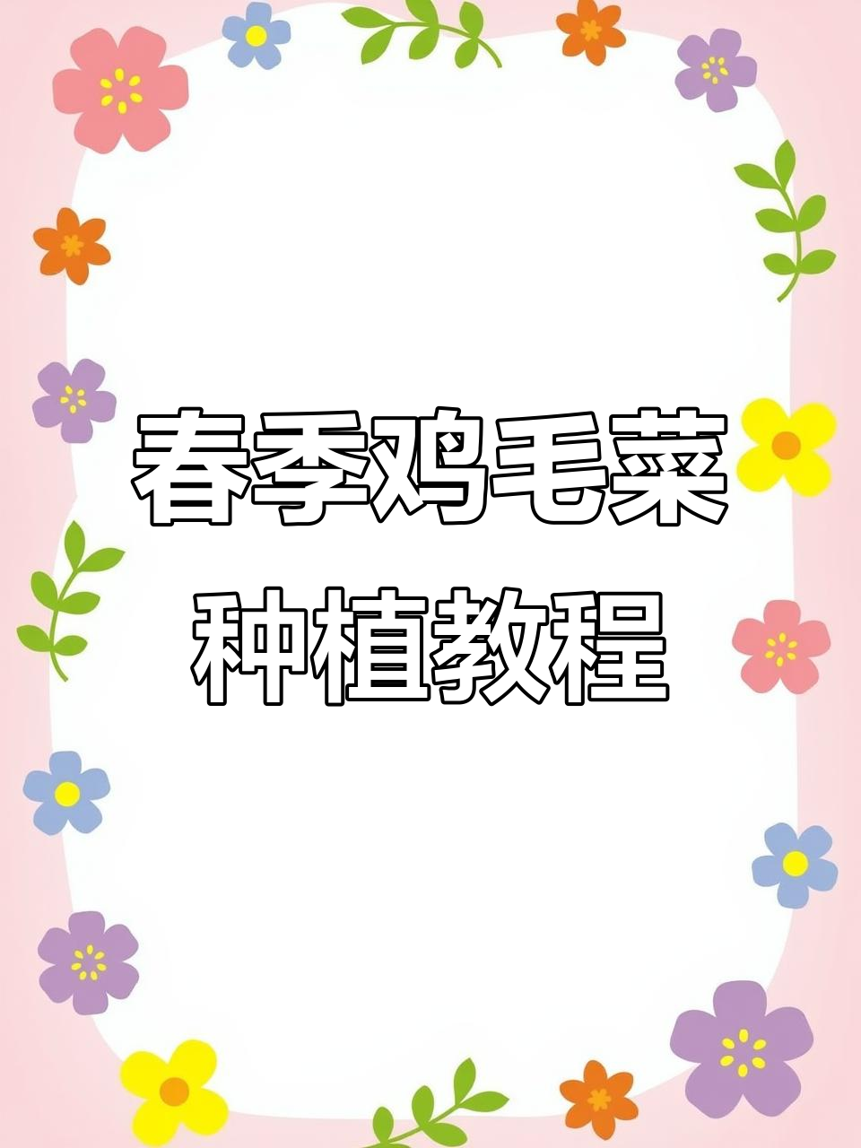 春播鸡毛菜全攻略,轻松掌握播种技巧