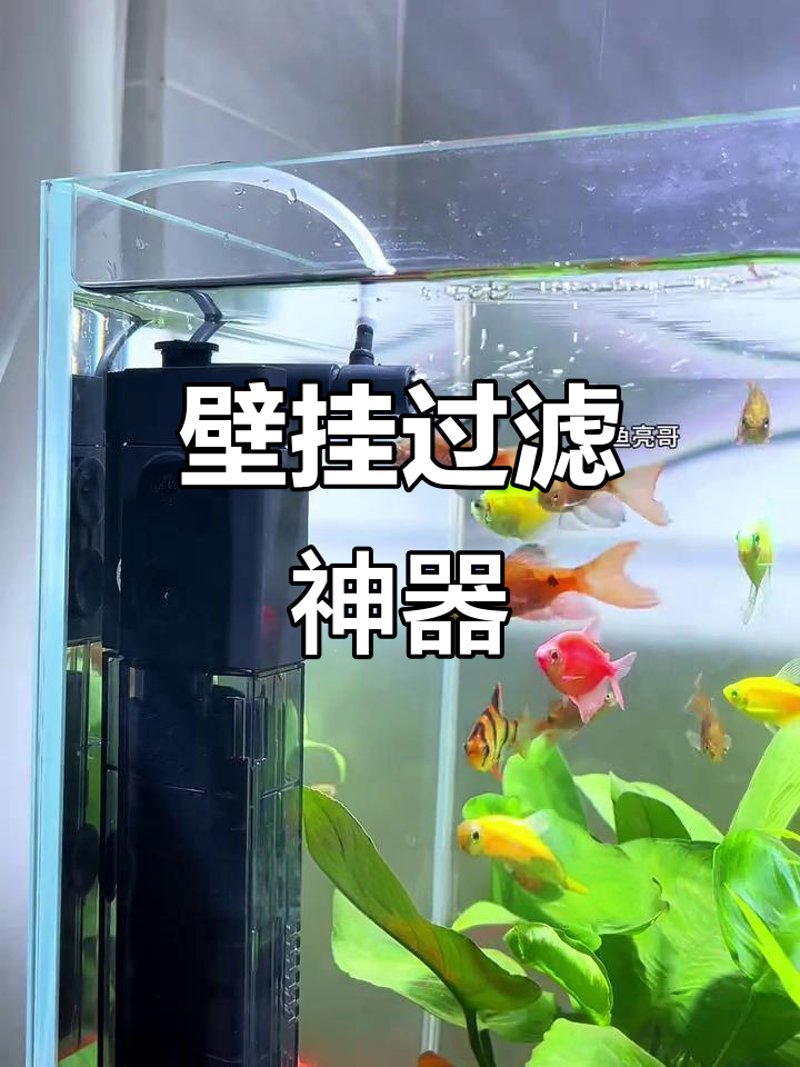 这款壁挂过滤器,省空间又增氧,适合小鱼缸和龟缸使用